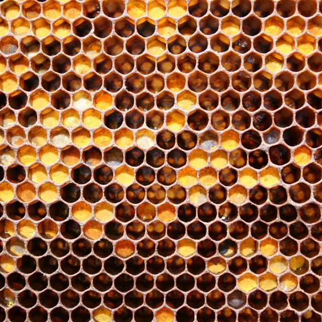 2048x2048 Cell honey hole honeycomb - honey iPad Air Wallpaper