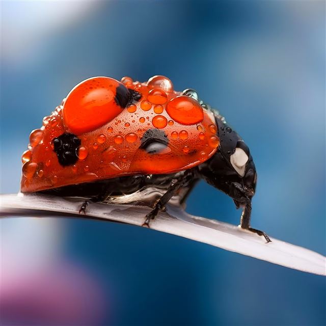 2048x2048 Ladybug dew drops - bokeh iPad Air Wallpaper