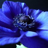 Flower background blue black petals iPad Air wallpaper