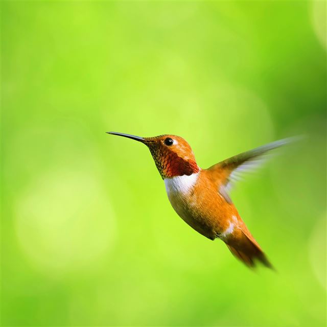 2048x2048 Hummingbirds -  iPad Air Wallpaper