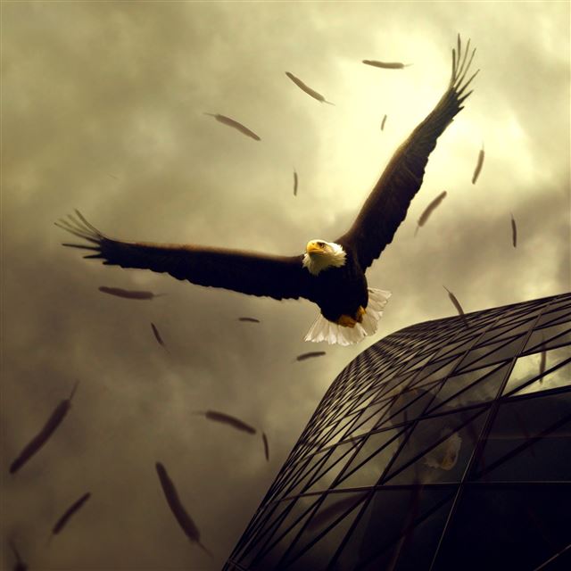 2048x2048 Eagles Buildings -  iPad Air Wallpaper