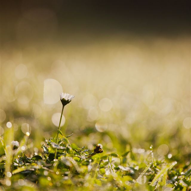 2048x2048 First Light -  iPad Air Wallpaper