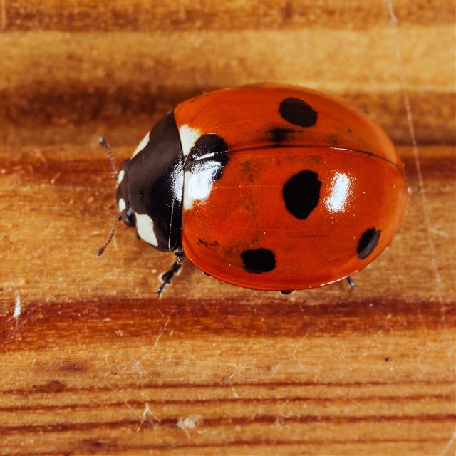 2048x2048 Ladybug -  iPad Air Wallpaper