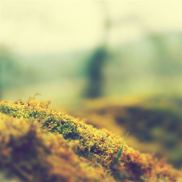 2048x2048 Grass Closeup - field iPad Air Wallpaper