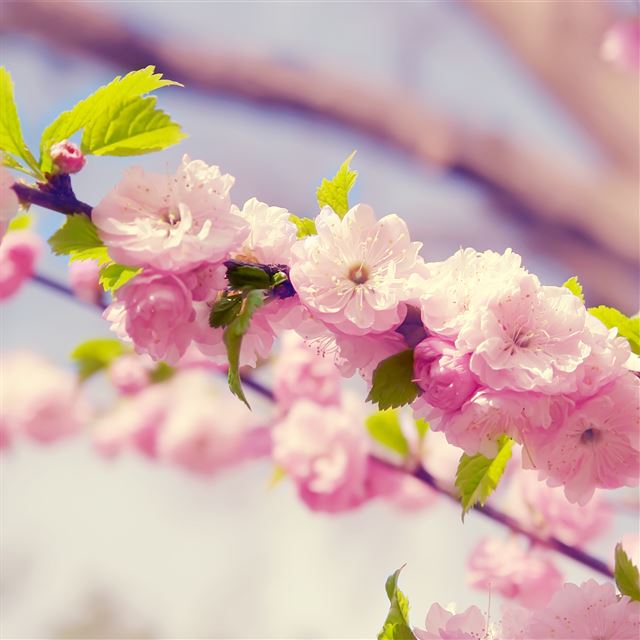 2048x2048 Peach Blossom - pink iPad Air Wallpaper