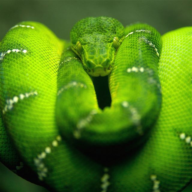 2048x2048 Snake -  iPad Air Wallpaper