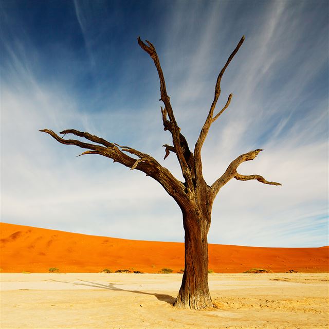 2048x2048 Withered Tree - hot iPad Air Wallpaper