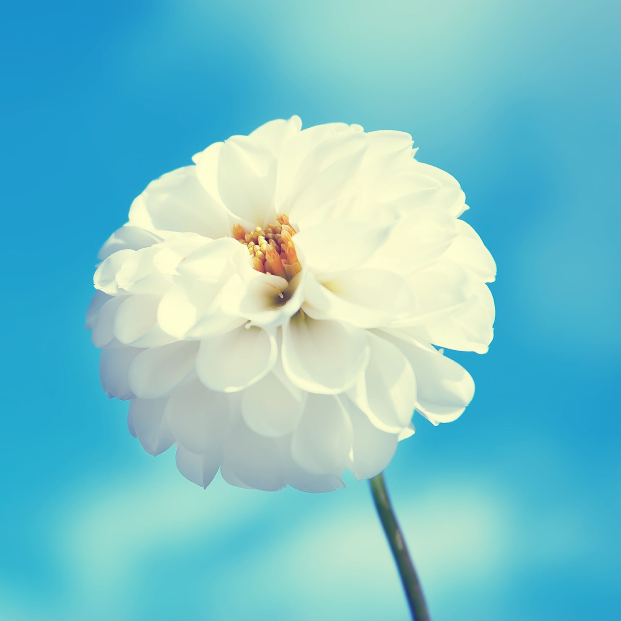 White Flower iPad Air wallpaper 