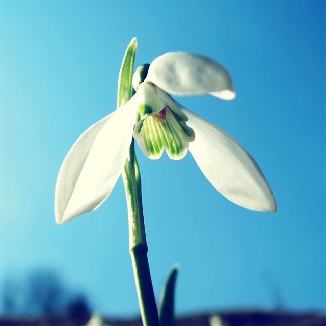 2048x2048 Morning Flower - sunshine iPad Air Wallpaper
