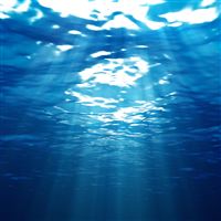 Light Filtering from Above wallpaper