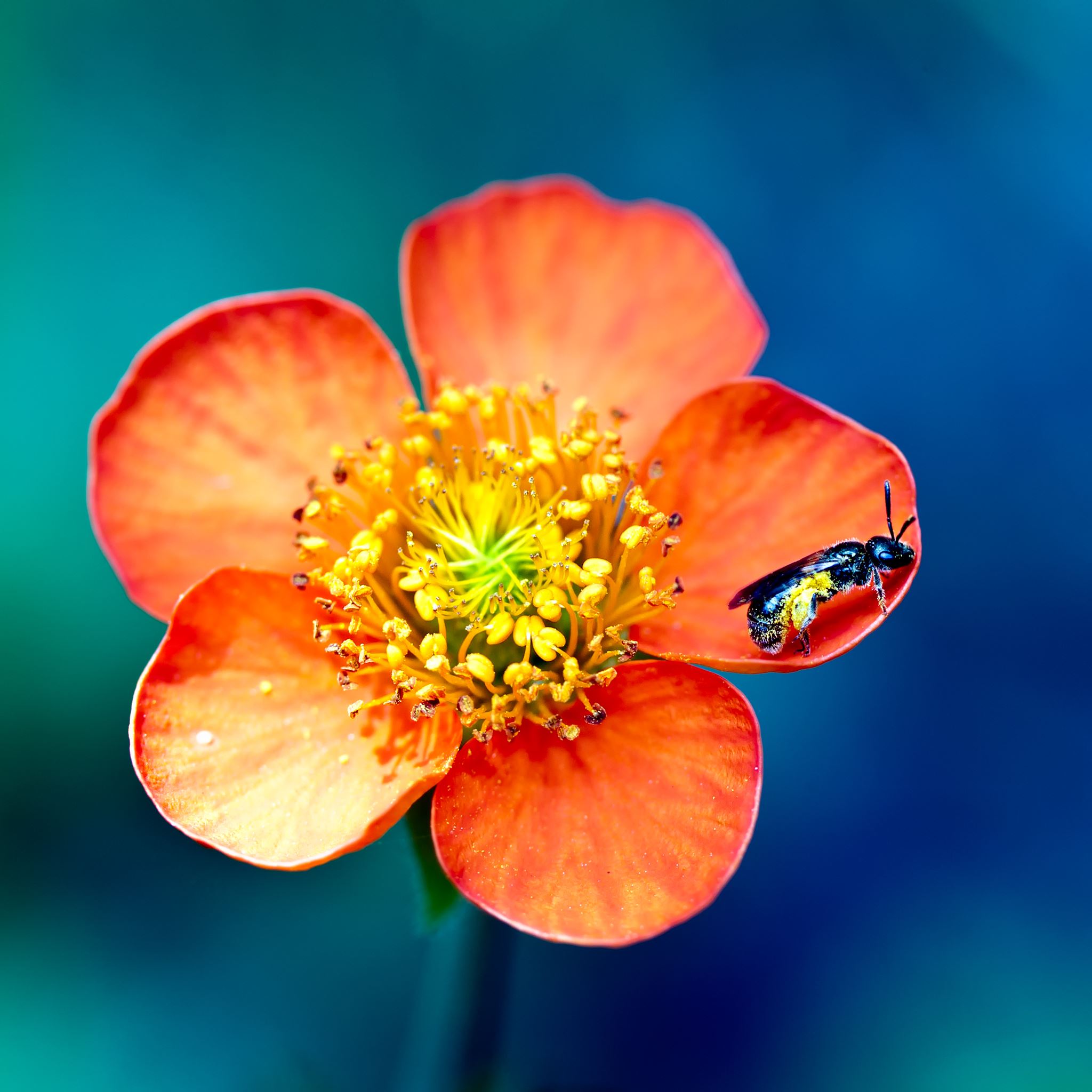 Bee and Flower iPad Air wallpaper 