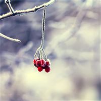 Little Red Flower wallpaper