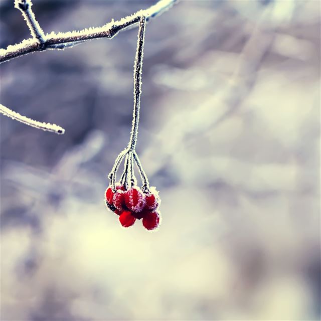 2048x2048 Little Red Flower - flower iPad Air Wallpaper