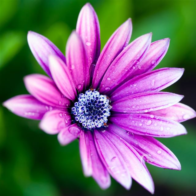 2048x2048 Daisy - purple iPad Air Wallpaper