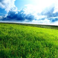 Green Hill wallpaper