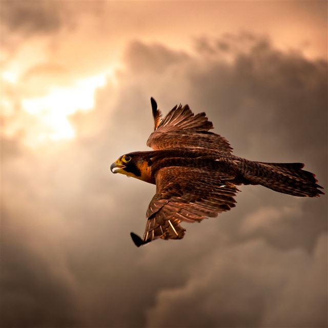 2048x2048 Take Flight -  iPad Air Wallpaper