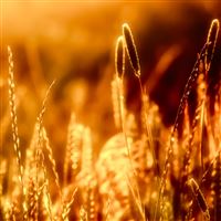 Evening Light wallpaper