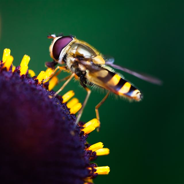 2048x2048 Nature at Work - bee iPad Air Wallpaper