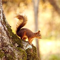 Right Before Winter wallpaper