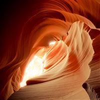 Antelope Rose wallpaper