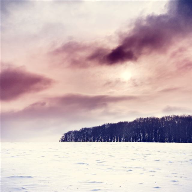 2048x2048 Cold Winter - trees iPad Air Wallpaper