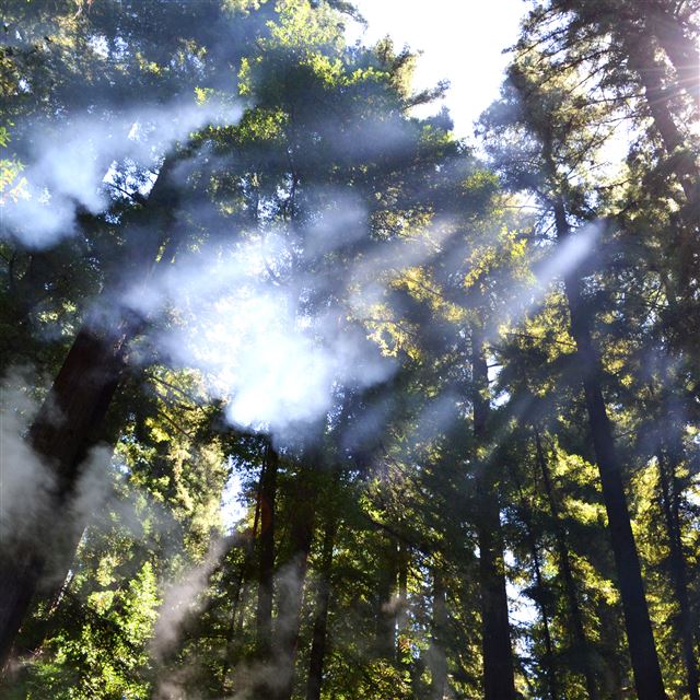 2048x2048 Breaking through the Trees - sunshine iPad Air Wallpaper