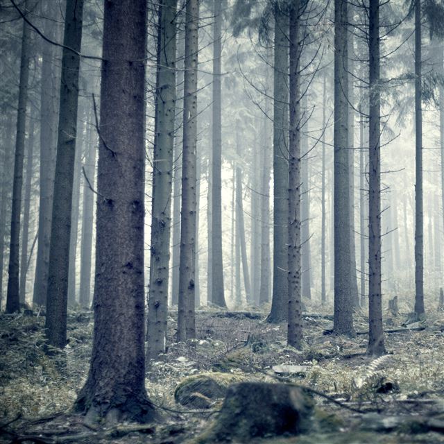 2048x2048 Morning Mist - silent iPad Air Wallpaper