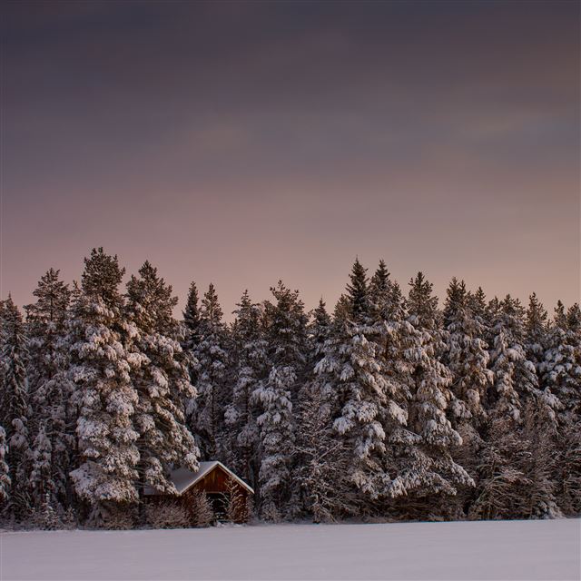 2048x2048 Landscape Covered in Snow - trees iPad Air Wallpaper