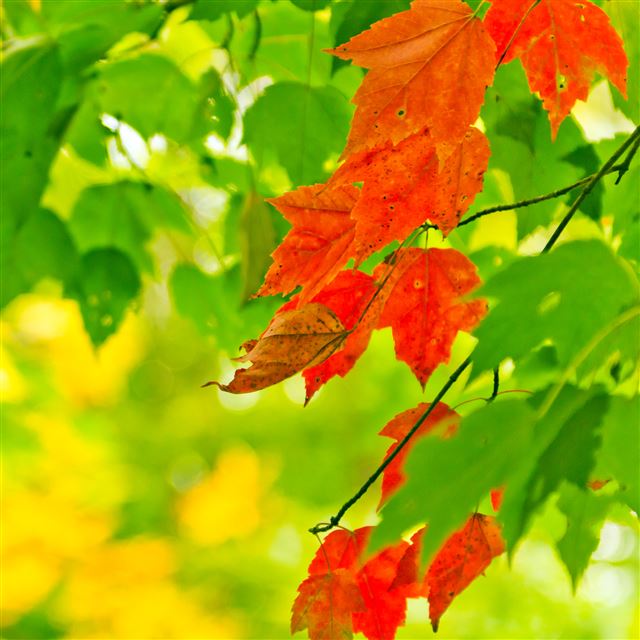 2048x2048 Autumn Bloom - leaf iPad Air Wallpaper