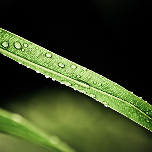 2048x2048 Virtue of Nature - drops iPad Air Wallpaper