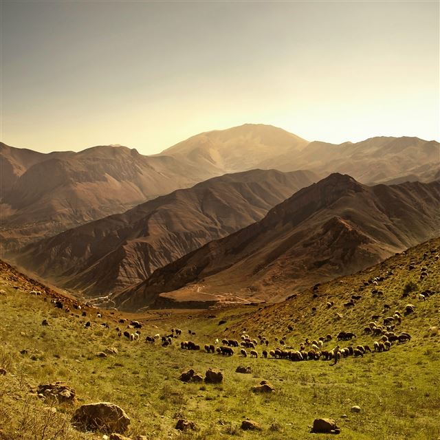 2048x2048 Lonesome Shepherd - animals iPad Air Wallpaper