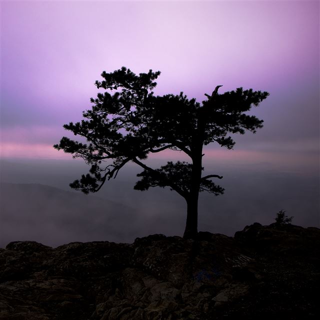 2048x2048 Twilight at Raven Roost - trees iPad Air Wallpaper