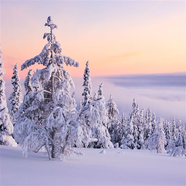 2048x2048 Snow forest - purple iPad Air Wallpaper