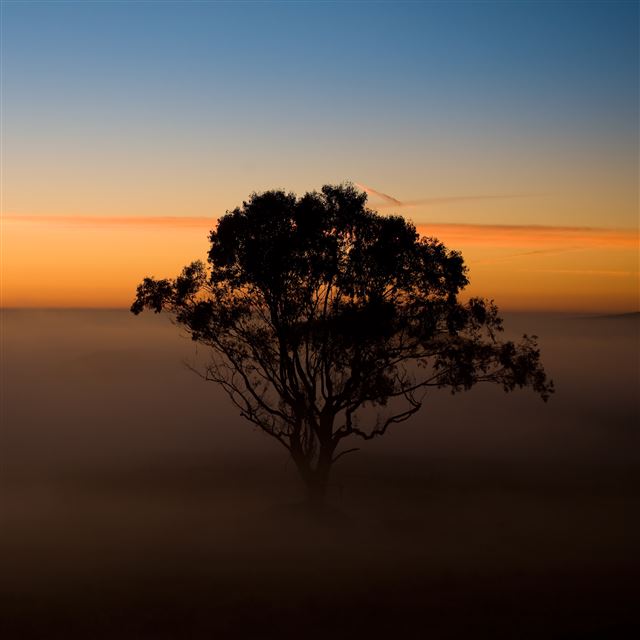 2048x2048 Tree in the Mist - trees iPad Air Wallpaper