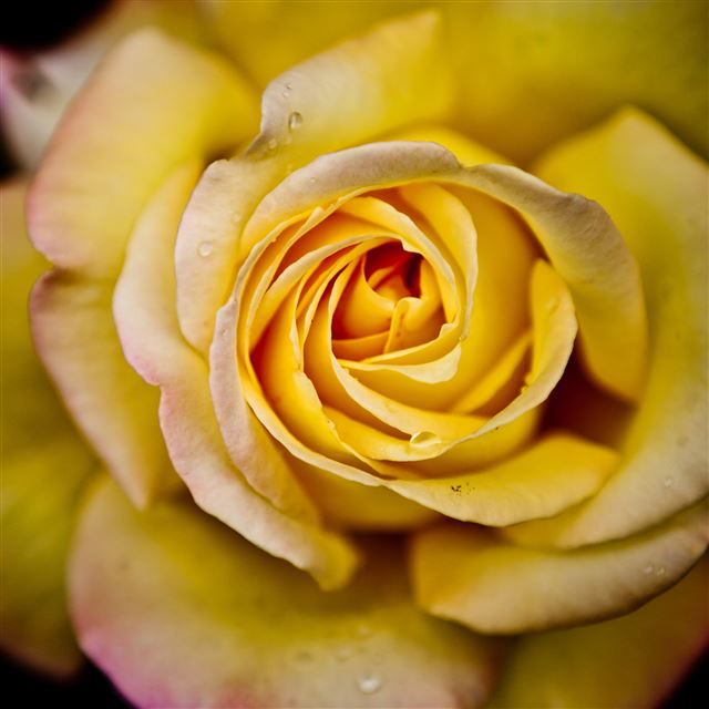 2048x2048 Yellow Rose - love iPad Air Wallpaper