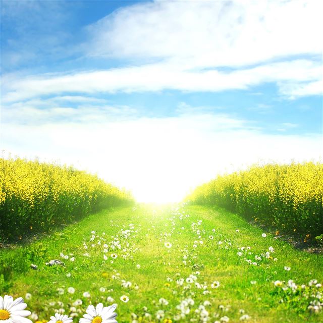 2048x2048 Pathway - field iPad Air Wallpaper