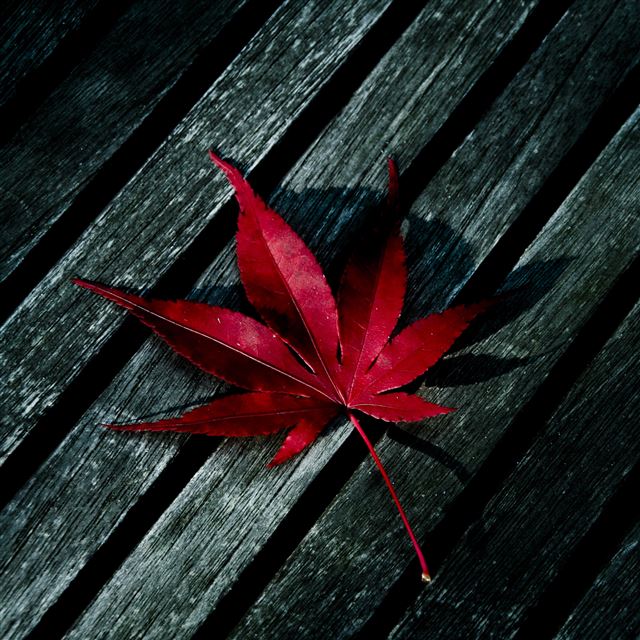 2048x2048 Red Leaf - closeups iPad Air Wallpaper