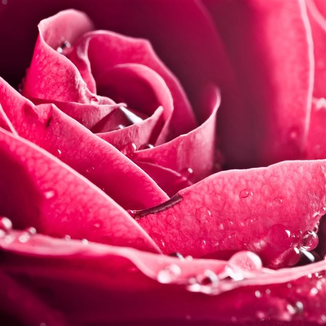 2048x2048 Pure Flowers - hot iPad Air Wallpaper