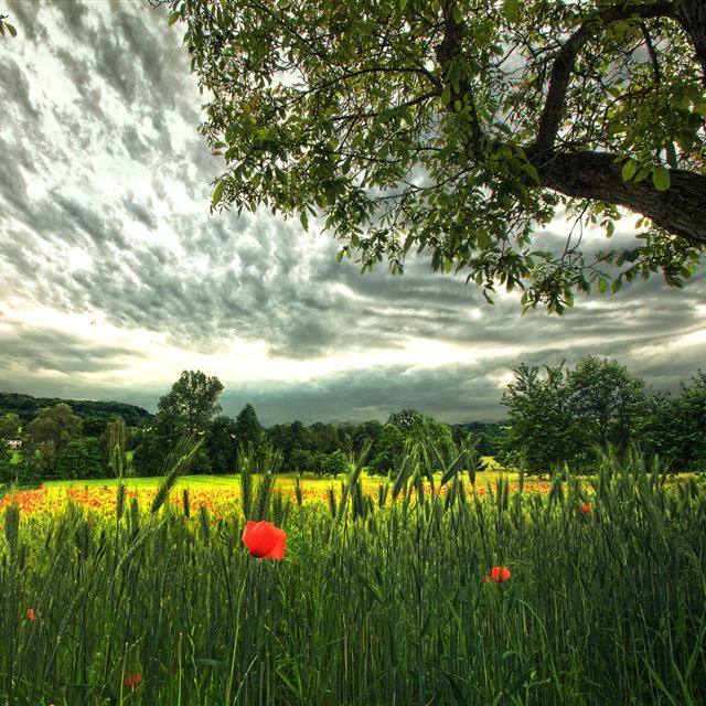 2048x2048 Poppies and Spikelets - field iPad Air Wallpaper