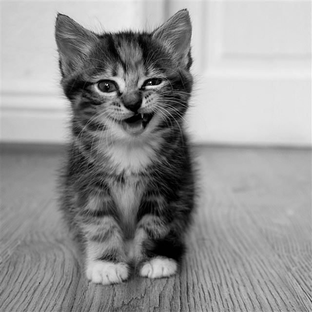 2048x2048 Cute Little Cat -  iPad Air Wallpaper