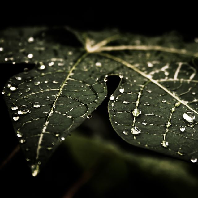 2048x2048 Leaf Closeup - water iPad Air Wallpaper