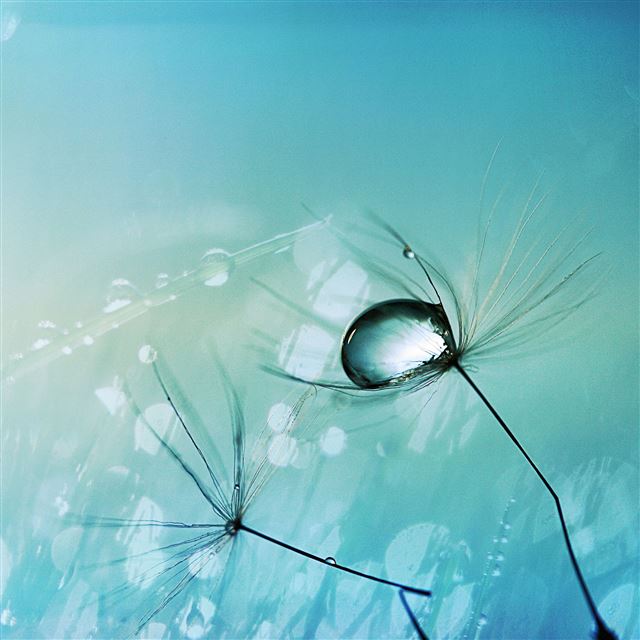 2048x2048 Water Drop on Seed - water iPad Air Wallpaper