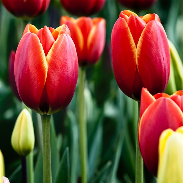 2048x2048 Tulips - flowers iPad Air Wallpaper
