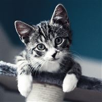 Cat Look wallpaper