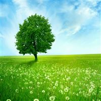 Dandelion Field Summer wallpaper