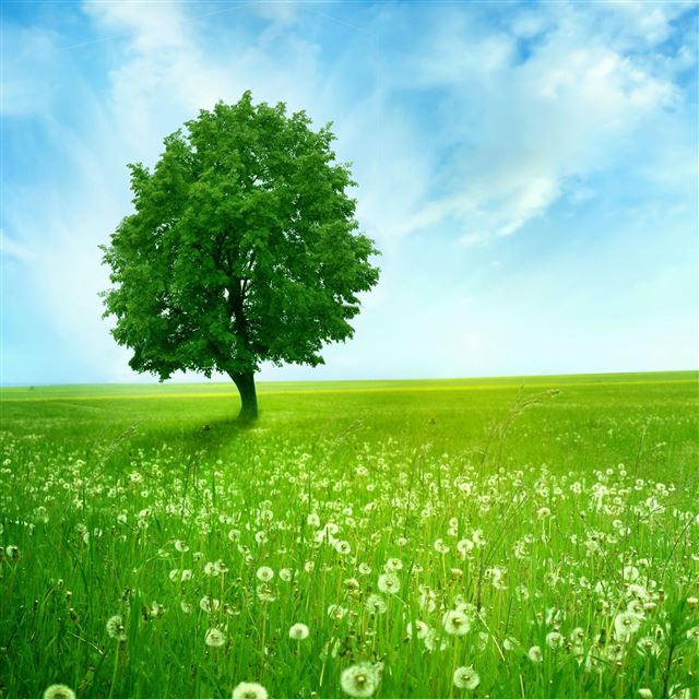 2048x2048 Dandelion Field Summer - field iPad Air Wallpaper