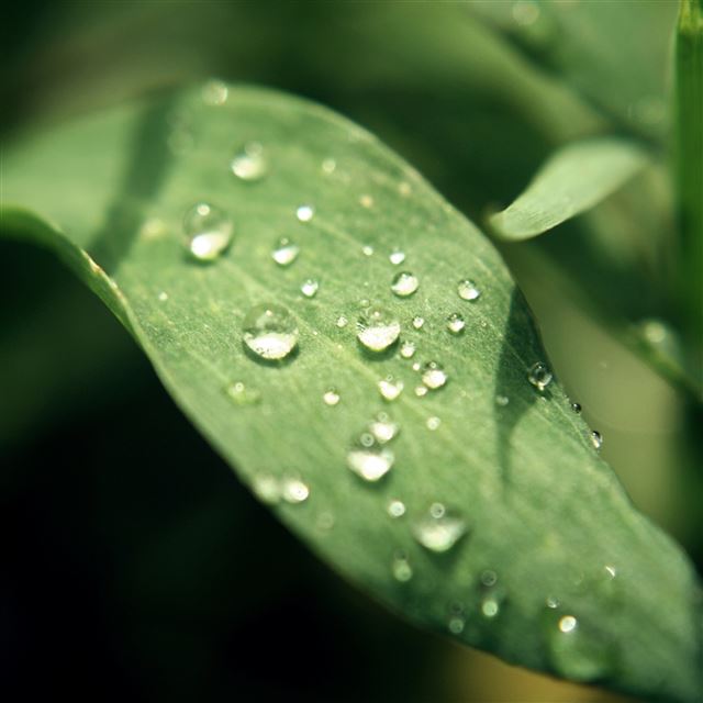2048x2048 Natures Tears - water iPad Air Wallpaper
