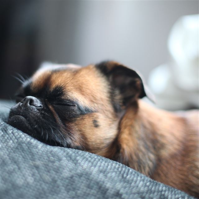 2048x2048 Puppy Sleeping - fun iPad Air Wallpaper