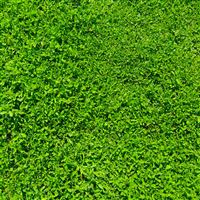 Green Grass wallpaper