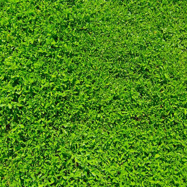 2048x2048 Green Grass - field iPad Air Wallpaper